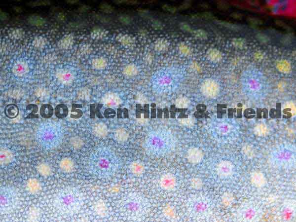 Brooke trout skin